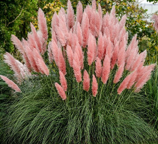 Пампасна трава Rosea 1 рік, Кортадерия / пампасная трава Розеа, Cortaderia selloana Rosea, фото 1