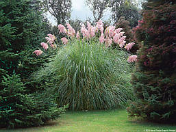 Пампасна трава Rosea 1 рік, Кортадерия / пампасная трава Розеа, Cortaderia selloana Rosea, фото 5