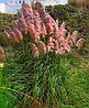 Пампасна трава Rosea 1 рік, Кортадерия / пампасная трава Розеа, Cortaderia selloana Rosea, фото 7
