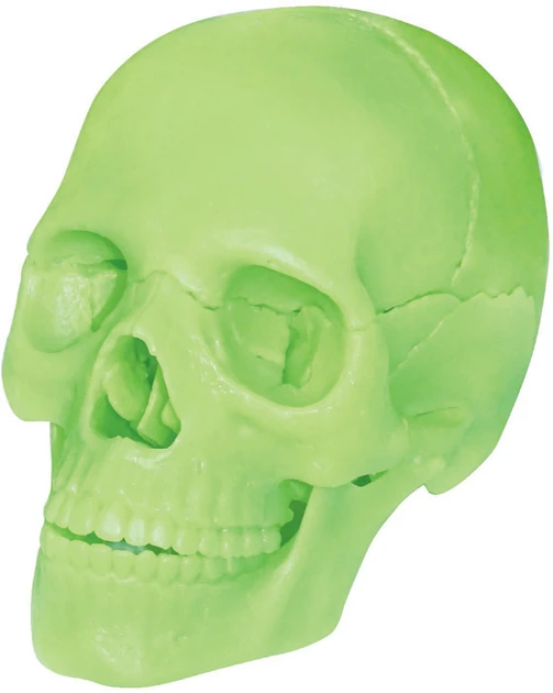 Анатомічна модель Череп людини світиться 4D Master FM-626113, фото 1