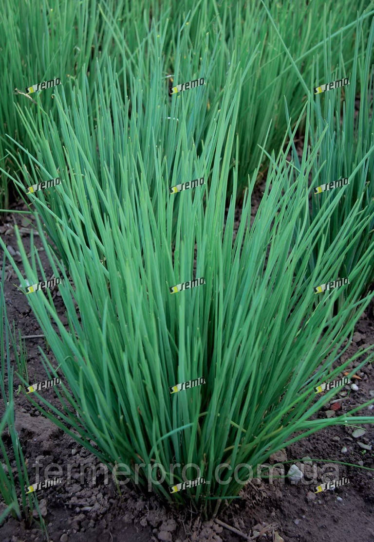 Насіння шнітять цибулі Еректу, 50 000 сем., Semo, фото 1