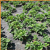 Чорне агроволокно Shadow (Чехія) 90 г/м² 1,07 х 50 м: качественний спанбонд для мульчування газону, грядо, фото 8