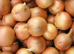 Насіння лука Люсі 500 грамів Semo