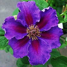 Клематис Ашва / С2 / 3 роки / Clematis Ashva, фото 3