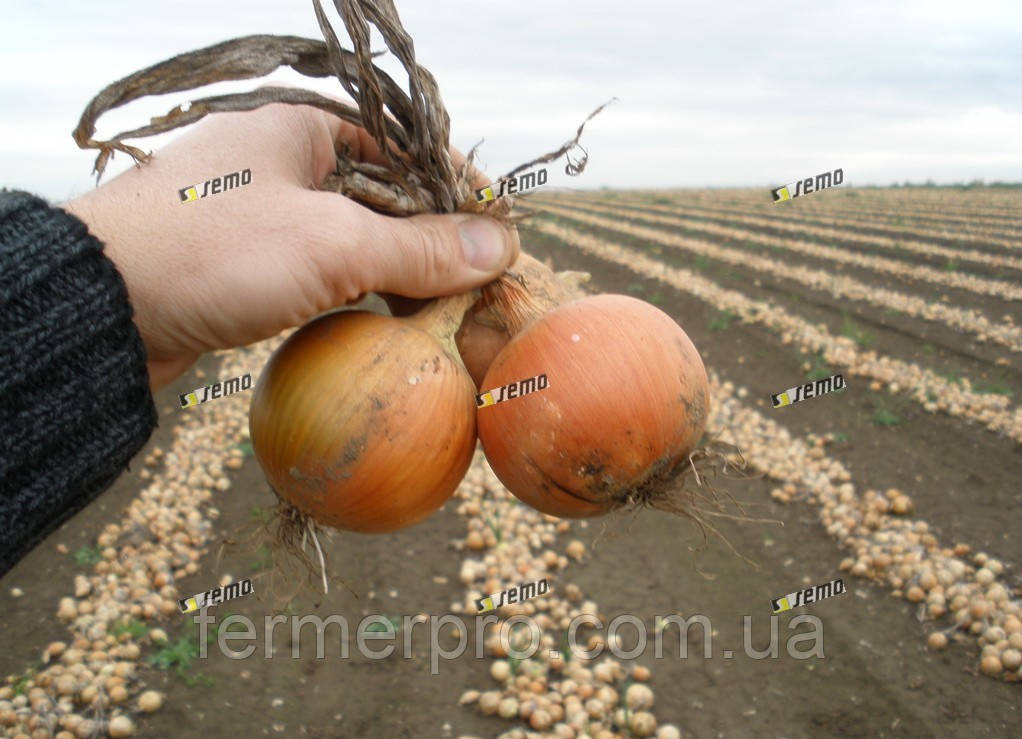 Насіння цибулі Дагмар 500 грамів Semo, фото 1