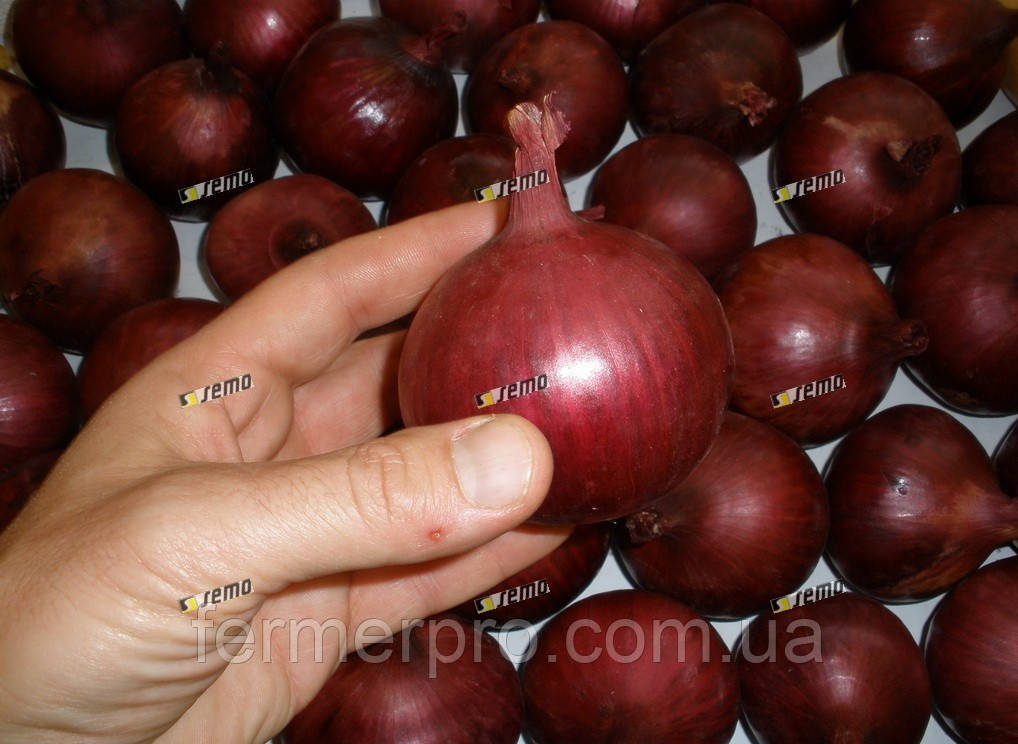 Насіння лука Кармен (Вікторія) 500 грамів Semo, фото 1