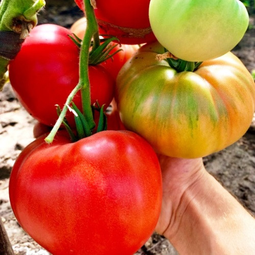 Насіння томатів Мексика 15 шт (ZIP)
