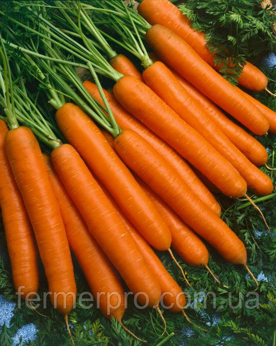 Насіння моркви Йолона (JOLANA F1) 25.000 насіння Semo, фото 1