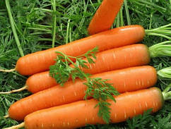 Насіння моркви Ярану (JARANA F1) 25.000 насіння Semo