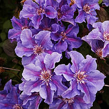 Клематис Ашва / С2 / 3 роки / Clematis Ashva, фото 2