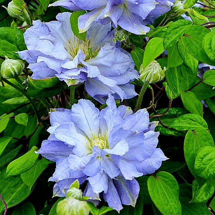 Клематис Даймонд Болл / С2 / 3 роки / Clematis Diamond Ball, фото 1