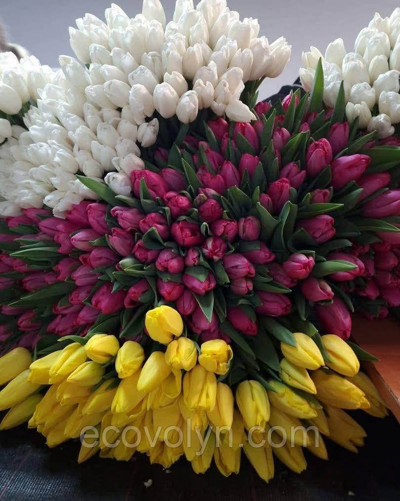 Тюльпани мікс ЦИБУЛИНИ є гурт, фото 1