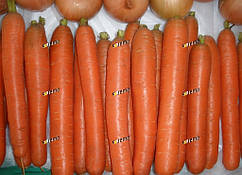Насіння моркви іїтка (JITKA F1) 25.000 насіння Semo