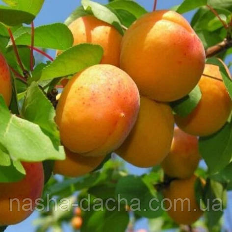 Колоноподібний гібрид абрикос-слива Апріум (пізній), фото 1