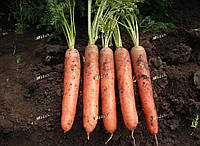 Семена моркови Колосеум (KOLOSEUM F1) 25.000 семян Semo