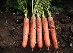 Насіння моркви Колосеум (KOLOSEUM F1) 25.000 насіння Semo