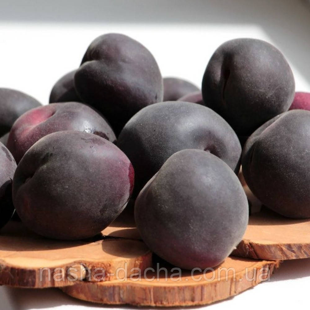 Абрикос Мелітопольський Чорний (середньостиглий)