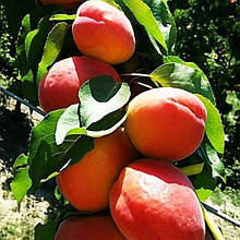 Абрикос Фаралія (середньостиглий)