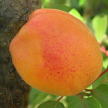 Абрикос Джумбо кот (середньостиглий)