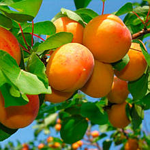 Абрикос Сатісфекшн (ранній)