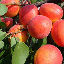 Абрикос Мелітопольський ранній