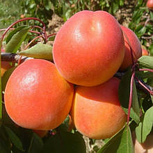 Абрикос Голд Рич (середньостиглий)