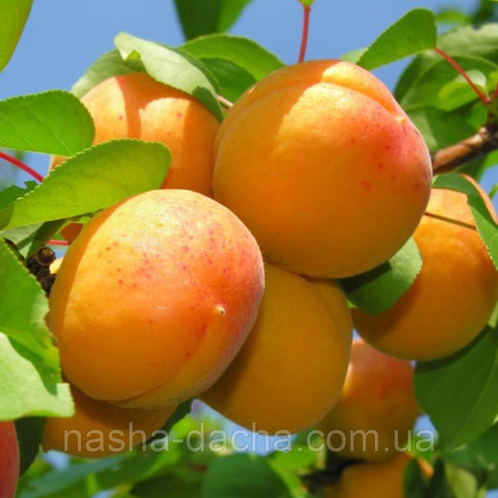 Абрикос Луїза Бланк (ранній)