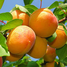 Абрикос Луїза Бланк (ранній)