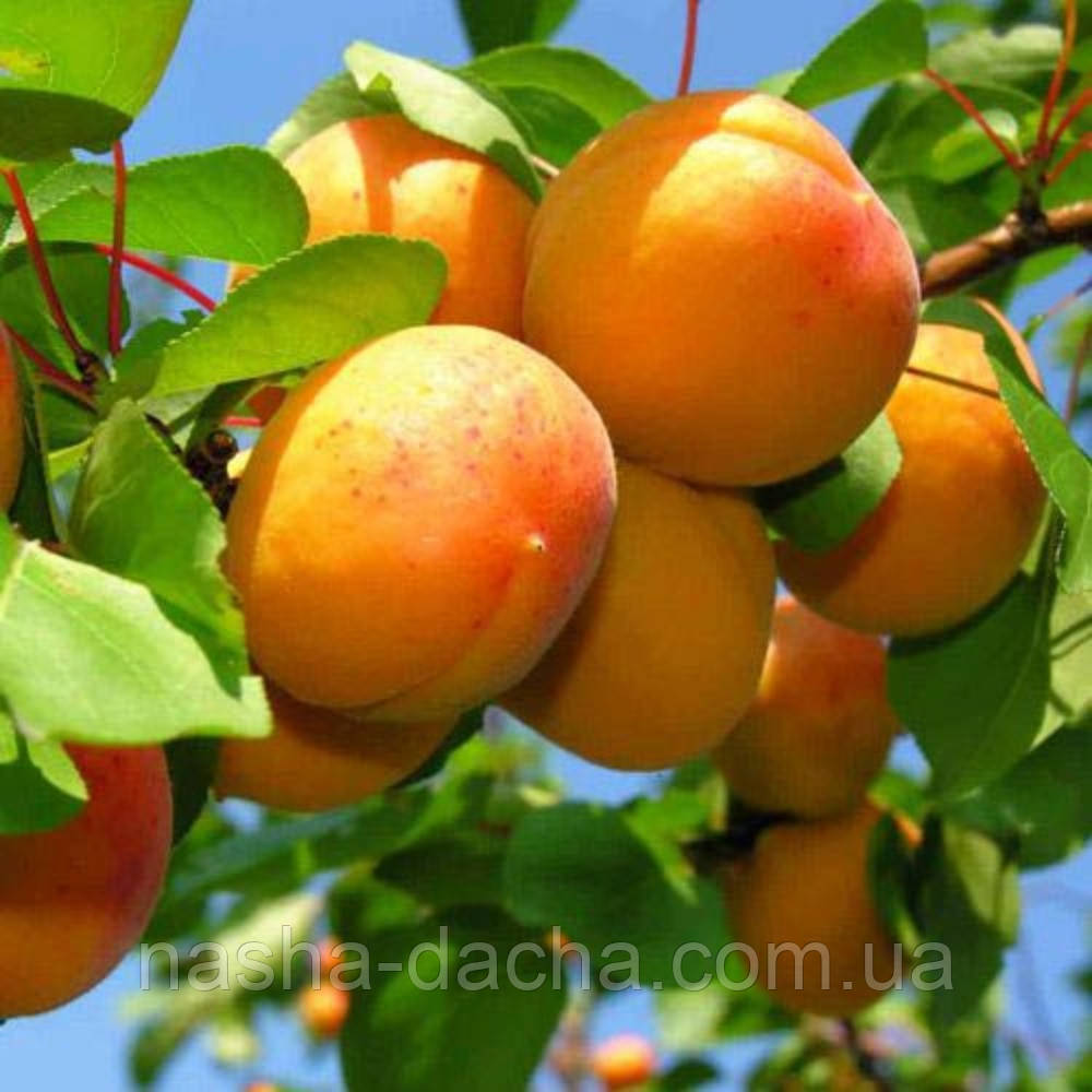 Абрикос Цар Бібер (середньостиглий)