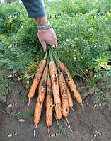 Насіння моркви Анина (ANINA) 500 грам Semo