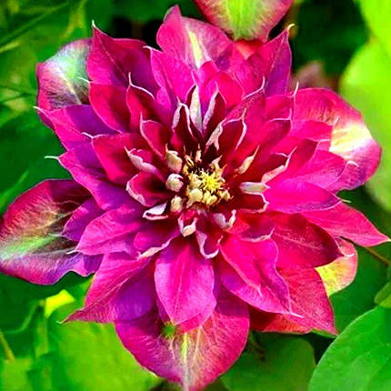 Клематис Хот Кіссес / С2 / Clematis Hot Kisses, фото 1