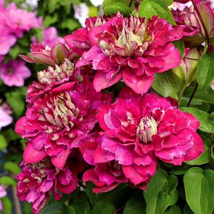 Клематис Хот Кіссес / С2 / Clematis Hot Kisses, фото 2