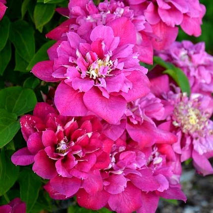 Клематис Хот Кіссес / С2 / Clematis Hot Kisses, фото 3