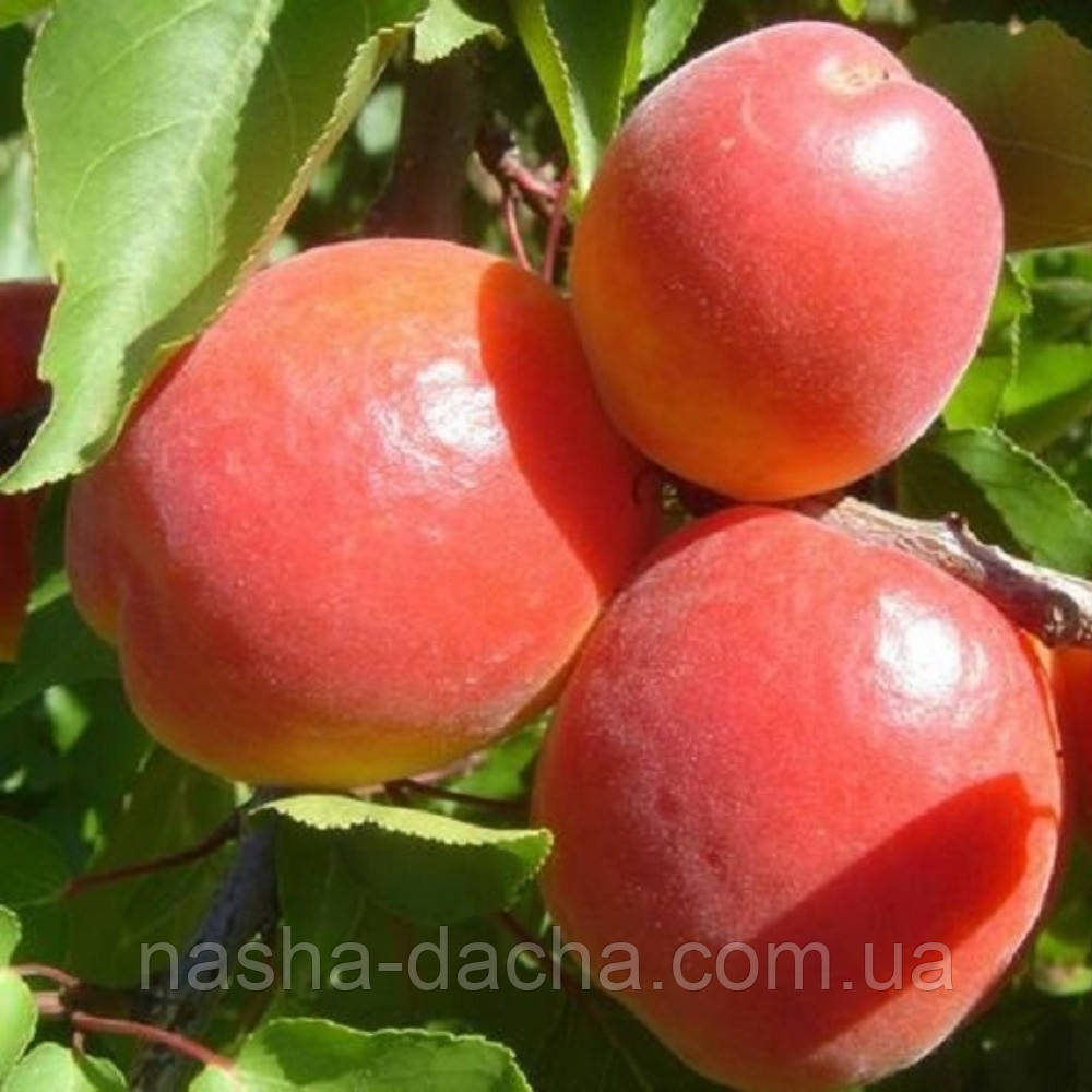 Абрикос Ред Топ (середньостиглий)