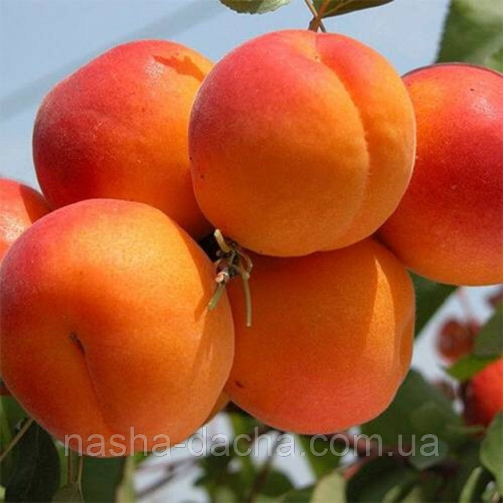 Абрикос Аврора (надранній)