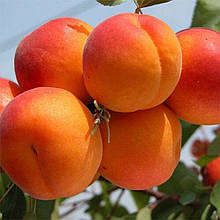 Абрикос Аврора (надранній)