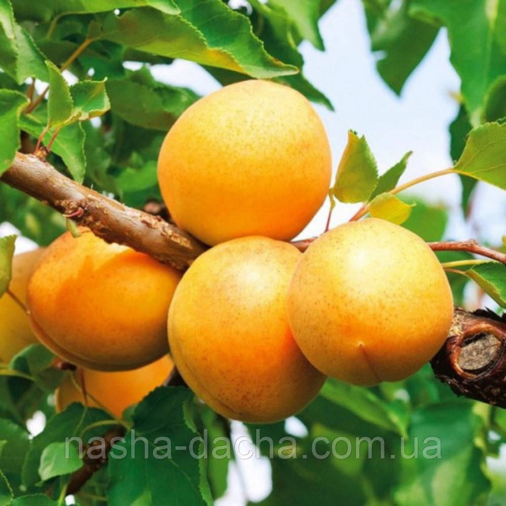 Абрикос Сирена (пізній)