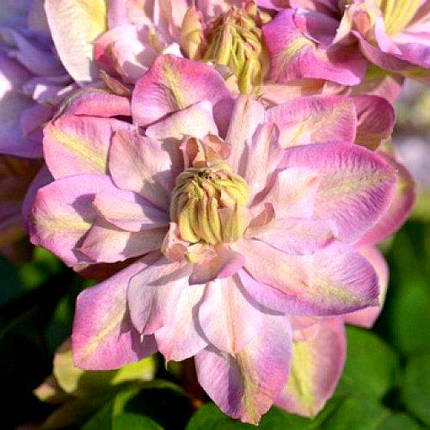 Клематис Інносент Блаш / С2 / 3 роки / Clematis Innocent Blush, фото 1
