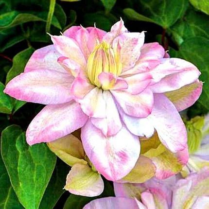 Клематис Інносент Блаш / С2 / 3 роки / Clematis Innocent Blush, фото 3