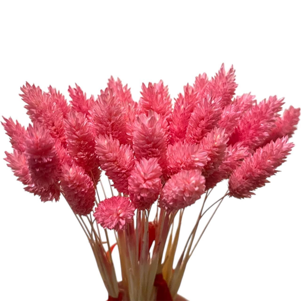 Фалярис декоративний (10 штук, рожевий)