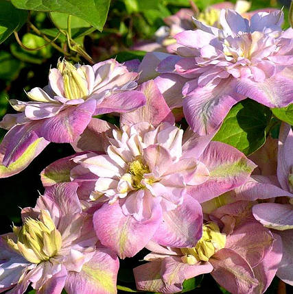 Клематис Інносент Блаш / С2 / 3 роки / Clematis Innocent Blush, фото 2