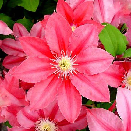 Клематис Літл Мермейд / С2 / Clematis Little Mermaid, фото 1