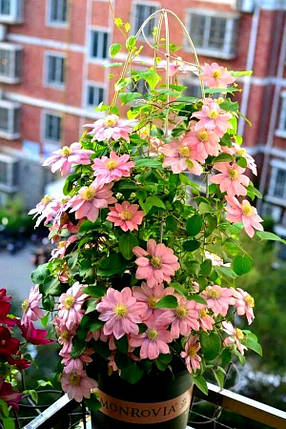 Клематис Літл Мермейд / С2 / Clematis Little Mermaid, фото 2