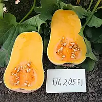Гарбуз UG 205 F1, 1000 шт