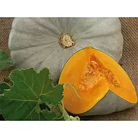 Гарбуз Сампсон F1, EZ 500 шт