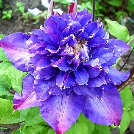 Клематис Вів'єн Пеннел / С2 / 3 роки / Clematis Vyvyan Pennell, фото 3