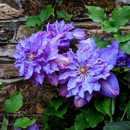 Клематис Вів'єн Пеннел / С2 / 3 роки / Clematis Vyvyan Pennell, фото 1