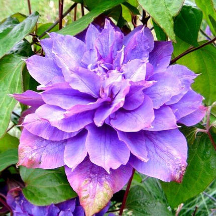 Клематис Вів'єн Пеннел / С2 / 3 роки / Clematis Vyvyan Pennell, фото 2