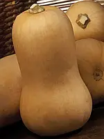 Гарбуз Сібель F1 CL, 1000 шт