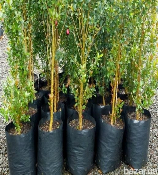 Рукав для рассады из черной пленки